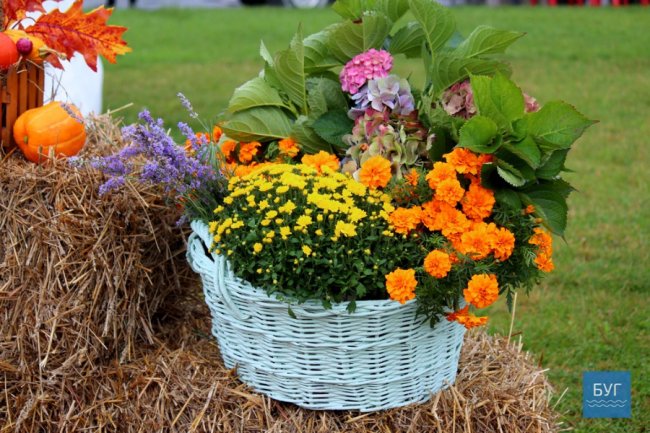 У Володимирі – «смачний» фестиваль. ФОТО