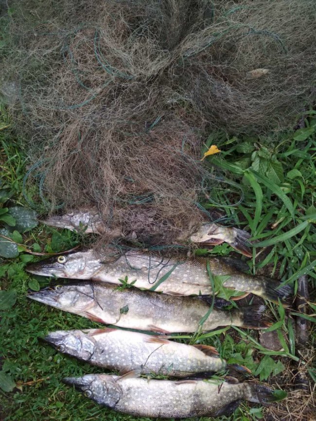 На Волині спіймали браконьєра, який  ловив рибу  у національному парку. ФОТО