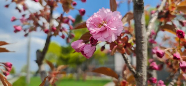 Де у Луцьку сфотографуватися у сакурах. ЛОКАЦІЇ