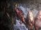 Волинський браконьєр заплатить майже 100 тисяч за виловлені сітками 40 рибин