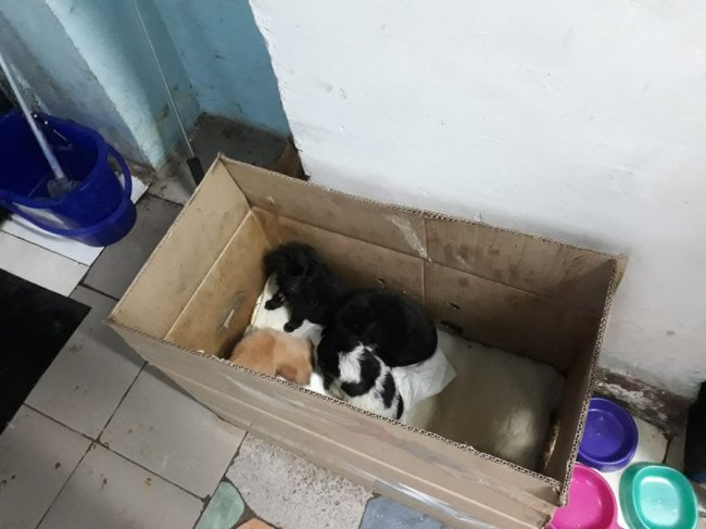 Б’ють на сполох: притулок для тварин у Луцьку переповнений