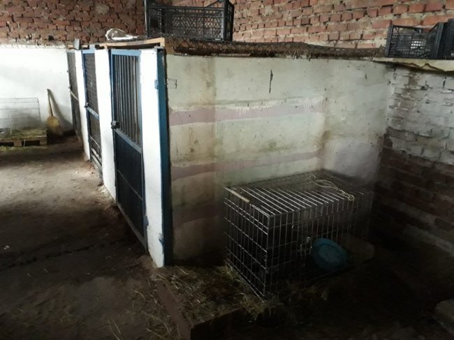 Б’ють на сполох: притулок для тварин у Луцьку переповнений