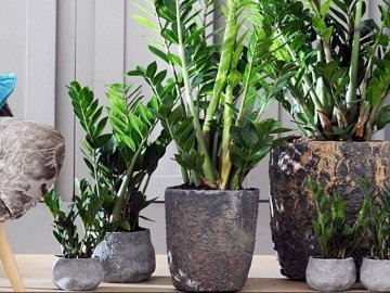 Які домашні вазони можуть викликати алергію