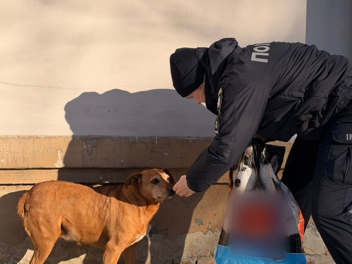 У Луцьку поліцейські підгодовують бездомних тварин у морози