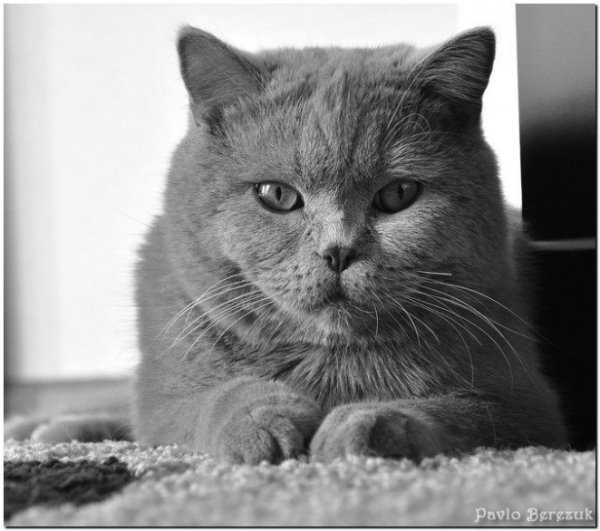 Кіт луцького фотографа «завів» сторінку в Facebook