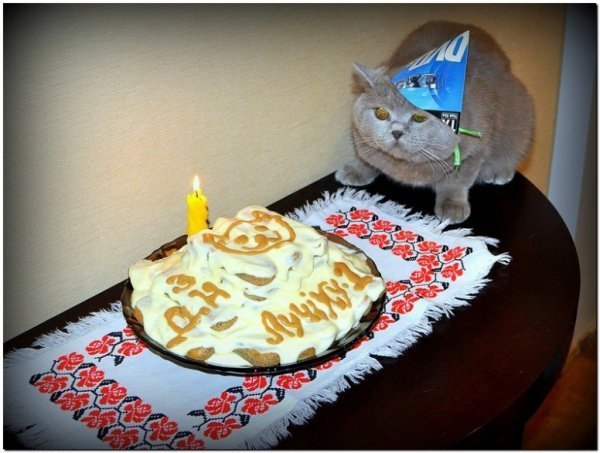 Кіт луцького фотографа «завів» сторінку в Facebook