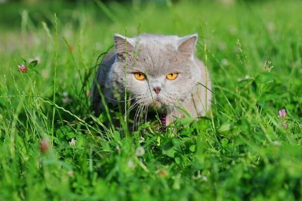 Кіт луцького фотографа «завів» сторінку в Facebook