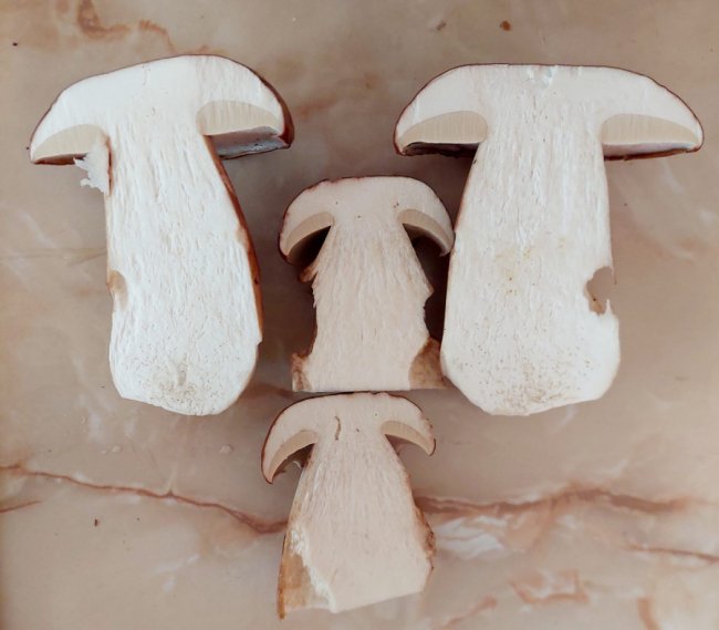 На Волині – у розпалі грибний сезон