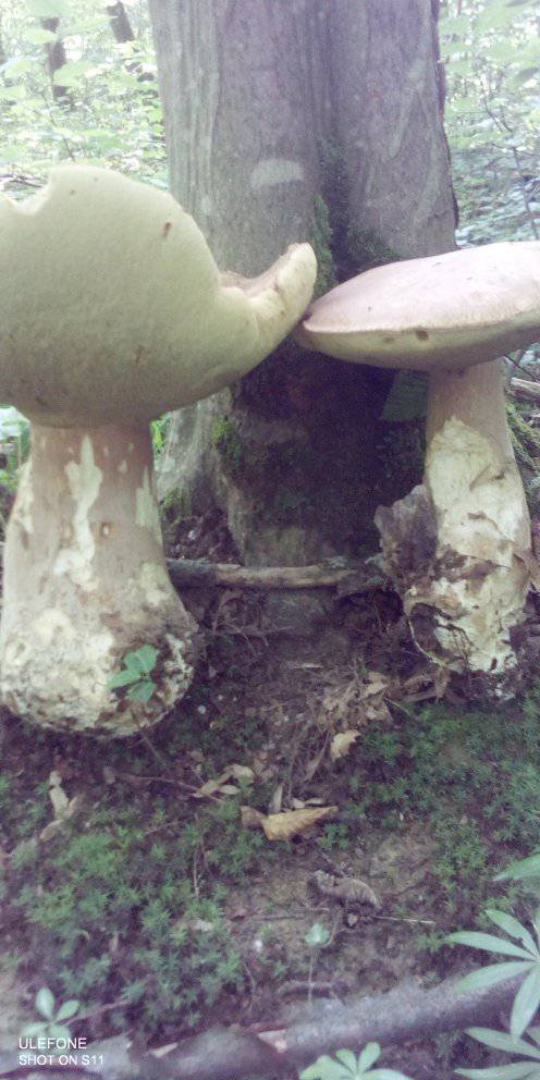 На Волині – у розпалі грибний сезон