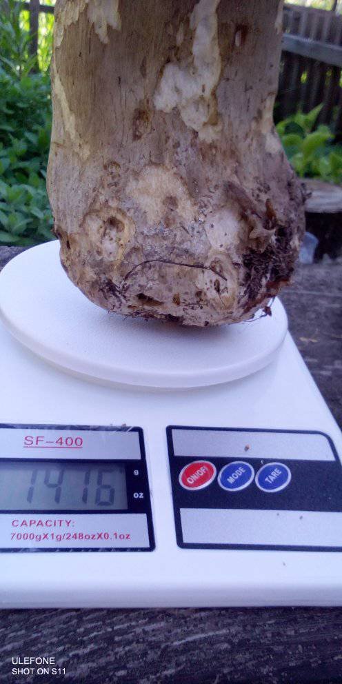 На Волині – у розпалі грибний сезон