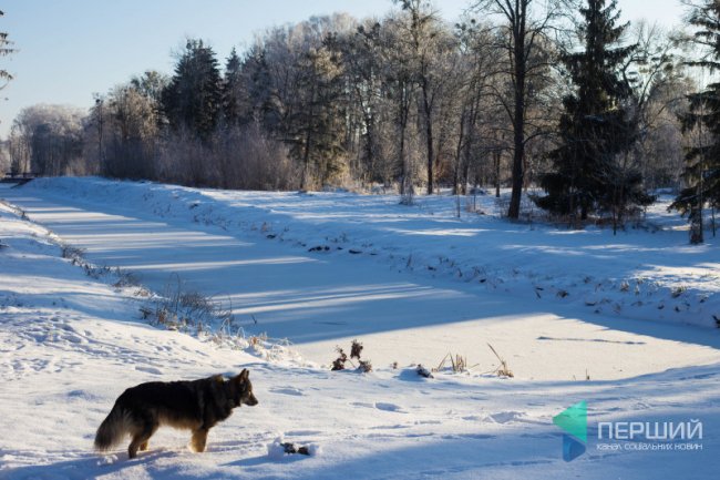 Мерехтливий сніг і кришталевий іній: Луцьк опинився у морозному полоні. ФОТО