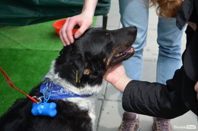 Фестиваль «Мокрі носики» біля луцького «Променя»: як безпритульним пухнастикам шукали дім. ФОТО