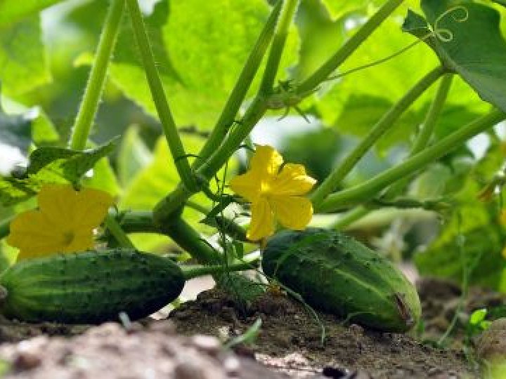 Жовте листя на огірках: що робити, щоб врятувати врожай