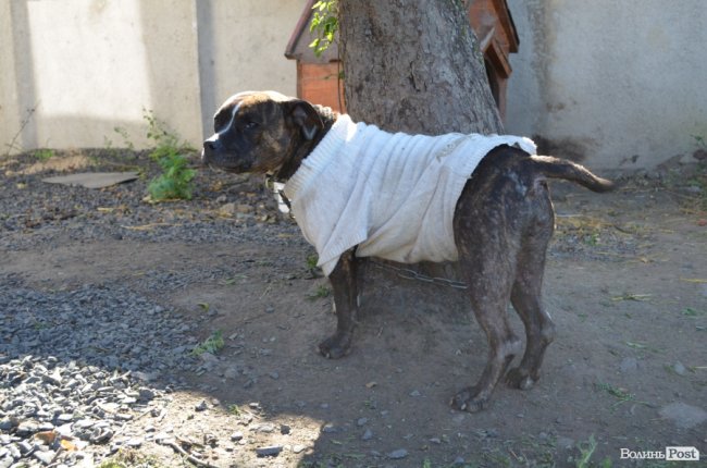 Показали умови, у яких живуть тварини в луцькій «Ласці». ФОТО