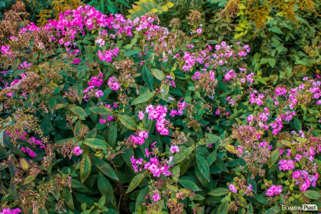 Бабине літо у Луцьку. ФОТО