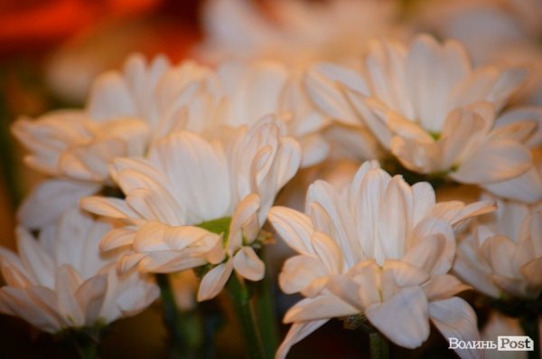 СНУ імені Лесі Українки привітали із 75-річчям. ФОТО