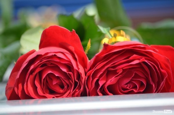 Луцьк зустрів героїв нацгвардії. ФОТО