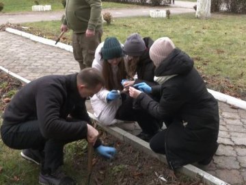 Волинські школярі висадили 500 цибулин квітів з Нідерландів. ВІДЕО