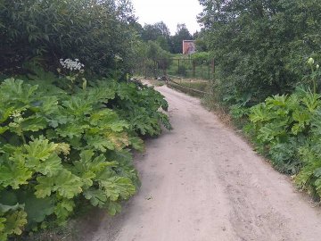 У селі під Луцьком просять знищити борщівник