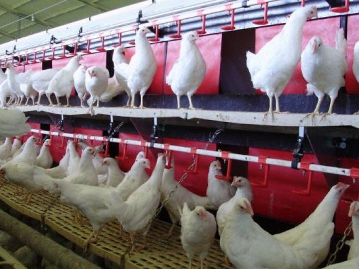 Друга спроба: у Луцькому районі хочуть реконструювати стару ферму під птахофабрику