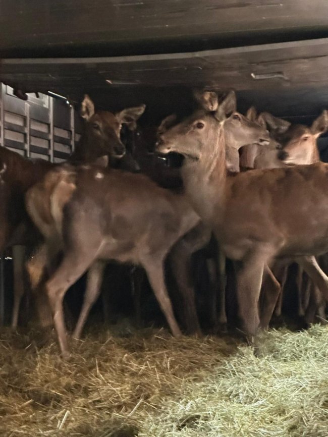 На Волинь через митницю ввезли стадо благородних оленів з Австрії. ФОТО