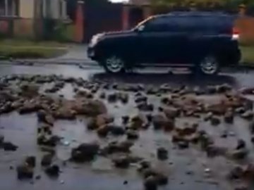 У Луцьку буряки заблокували рух вулицею. ВІДЕО