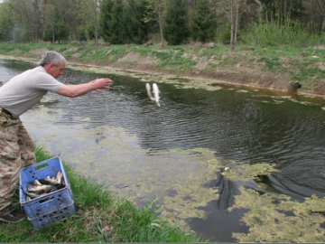 У луцькому парку в канали запустили білого амура