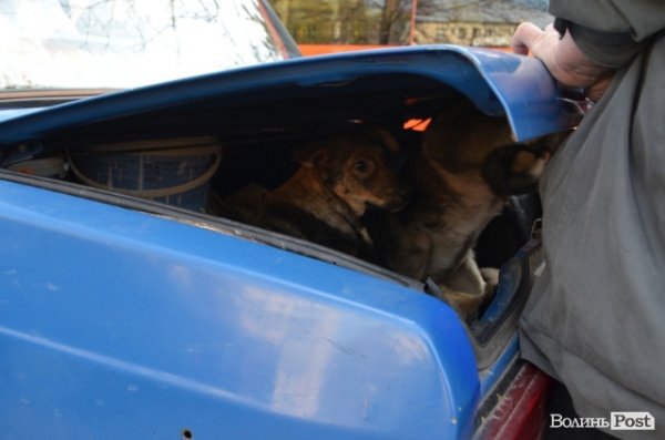 Як у Луцьку ловлять бродячих собак. ФОТО