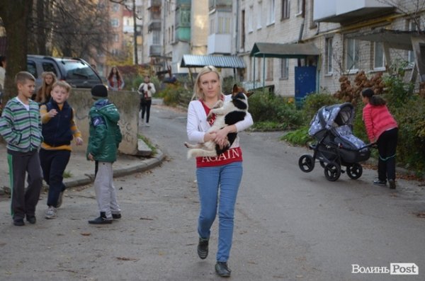 Як у Луцьку ловлять бродячих собак. ФОТО