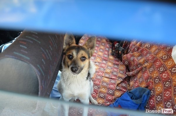 Як у Луцьку ловлять бродячих собак. ФОТО