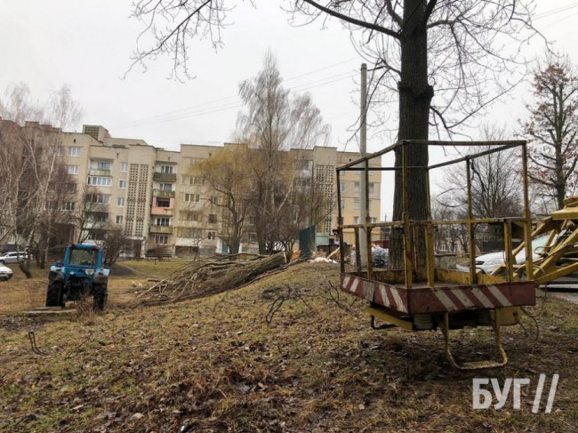 На Волині вітер повалив дерево, що пошкодило автівку. ФОТО