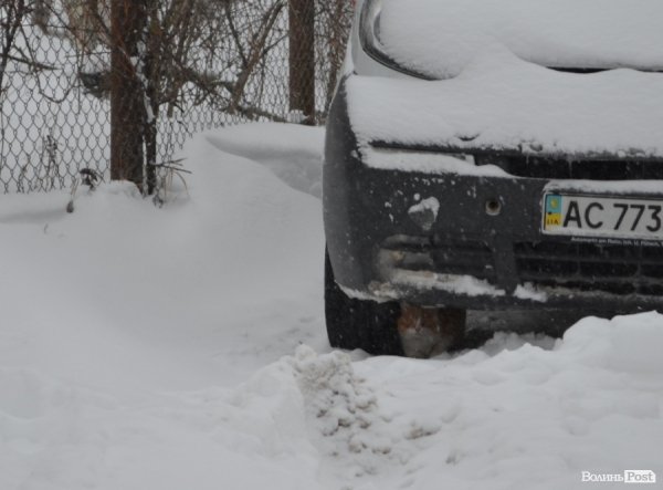 Як Луцьк замело снігом. ФОТО