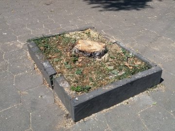 Вирубка дерев у Луцьку: реакція волинян. ФОТО