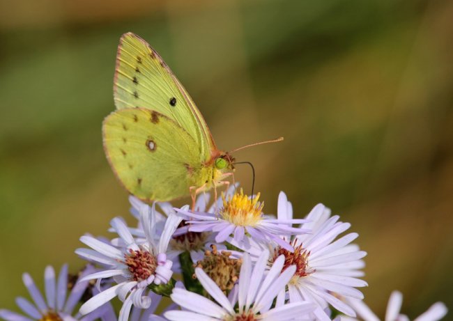Волинський фотограф «упіймав» метеликів в об'єктив камери. ФОТО