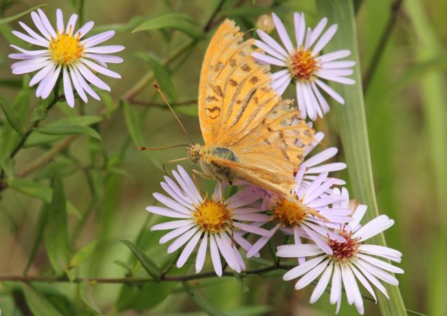 Волинський фотограф «упіймав» метеликів в об'єктив камери. ФОТО