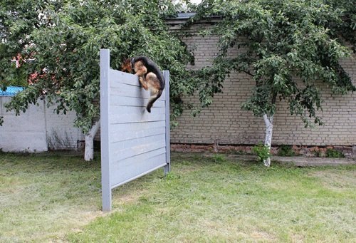 Школярів Луцька познайомили з чотирилапими «міліціонерами»