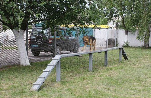 Школярів Луцька познайомили з чотирилапими «міліціонерами»