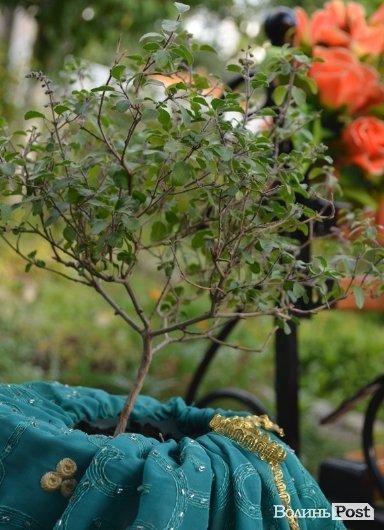 Одна зі священних рослин у кришнаїтів - індійський базилік