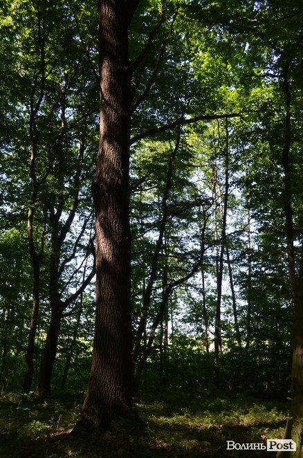 Коркове дерево та величні дуби: як на Волині приживаються «незвичні» дерева