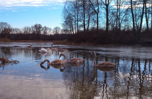 Як на волинському озері зимують лебеді. ФОТО