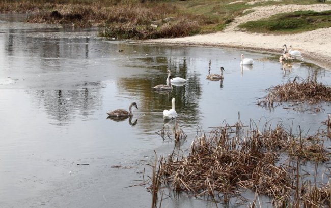 Як на волинському озері зимують лебеді. ФОТО