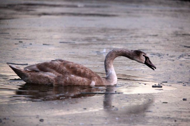 Як на волинському озері зимують лебеді. ФОТО