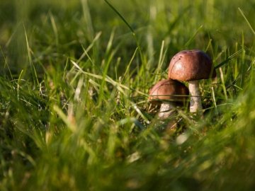 «Грибна» погода: вересень обіцяє бути теплим