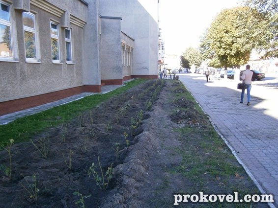 У Ковелі висадили троянд на 50 тисяч гривень. ФОТО
