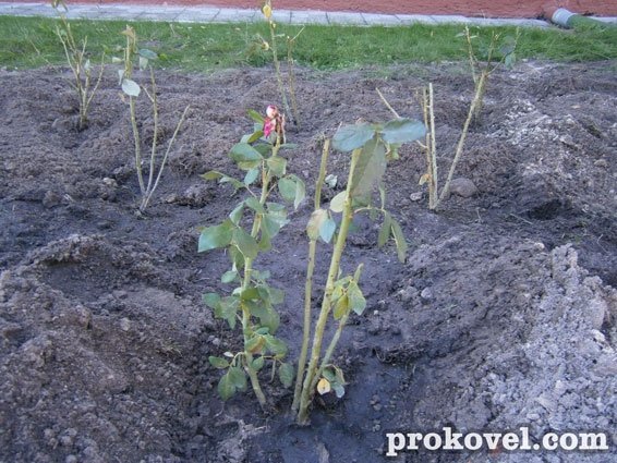 У Ковелі висадили троянд на 50 тисяч гривень. ФОТО