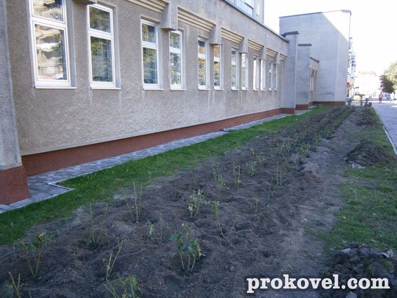 У Ковелі висадили троянд на 50 тисяч гривень. ФОТО