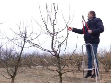 Секрети врожайності дерев від волинського агронома. ВІДЕО 