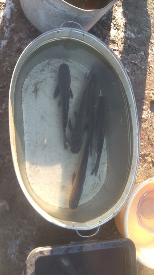 Волинянин посеред траси продавав «незаконну» рибу