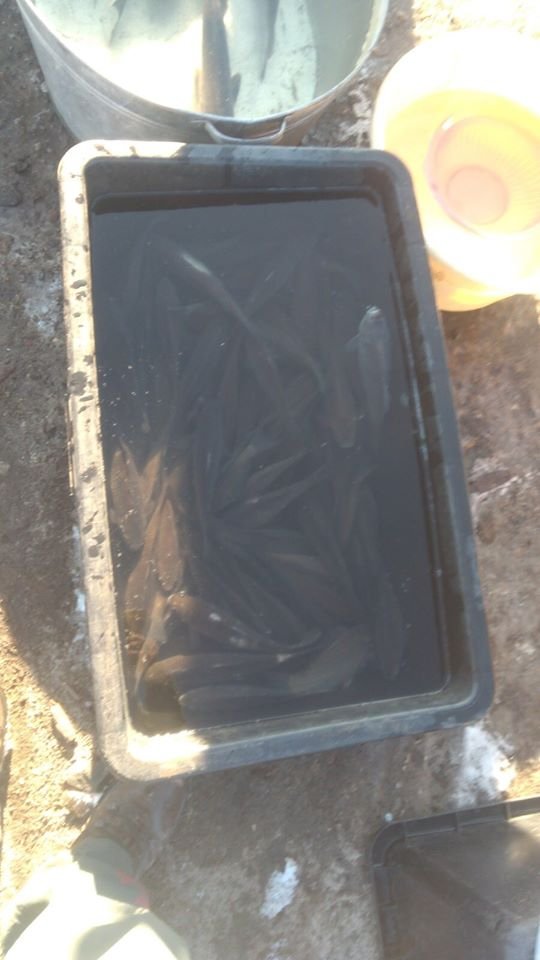 Волинянин посеред траси продавав «незаконну» рибу