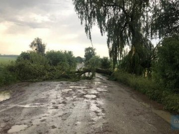 На Волині водії самотужки прибрали з дороги дерево, яке повалив буревій. ВІДЕО